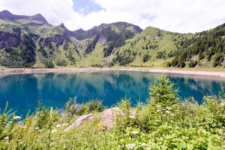 高山火绒草瑞士阿尔卑斯山提契诺州Ticino的背景