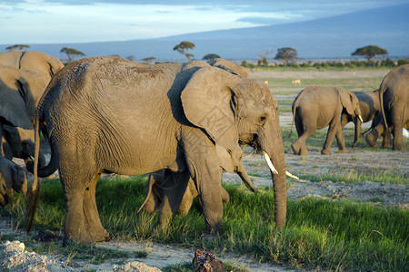 非洲灌木大象LoxodontaAfricana的大家族在日落时去坦桑尼亚Tarangire背景图片