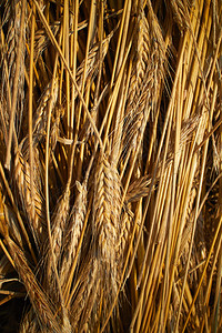 金色小麦背景特写图片