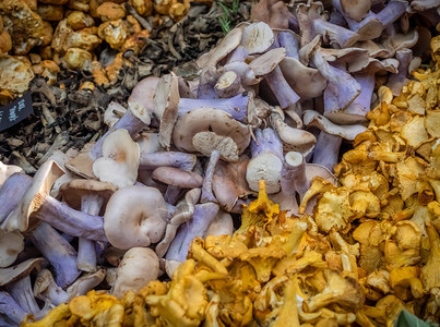 在英国伦敦的农民自治市镇场出售的各种蘑菇图片