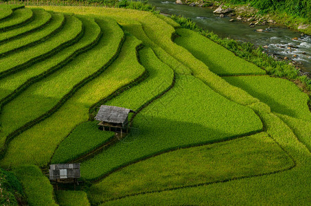 越南Muchangchai地区梯田上的绿稻田准备西北越南的收成图片