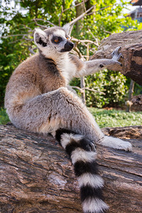夏季日的环尾狐猴Lemur图片