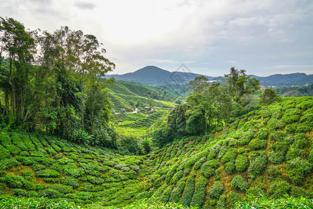 金马伦高原的茶园图片