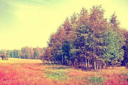 秋色风景叶多彩树图片