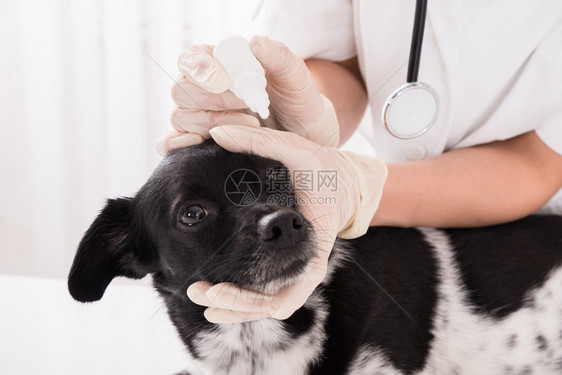 兽医在狗眼中滴眼药水的特写图片