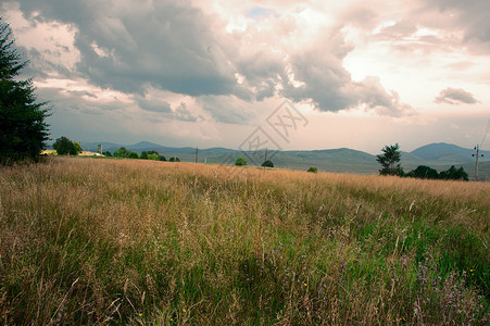 黑山Durmitor公园的黄色草地上黄草地带图片