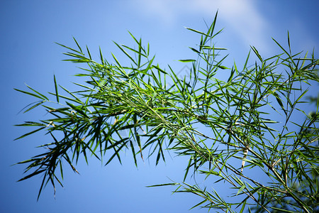 蓝天背景绿叶竹树的特写图片