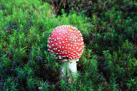 绿色苔藓上的红色飞木耳蘑菇图片