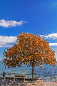 海滨小镇巷上的秋树图片
