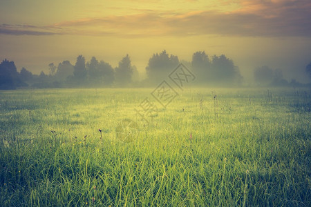 波兰有雾草甸的充满活力的风景的老式照片图片