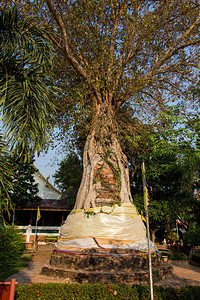 来自泰国Ayutthaya的Banyan树中埋藏着图片