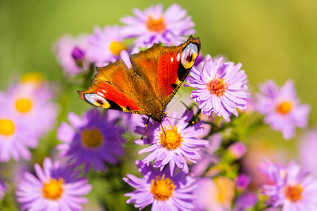 欧洲孔雀蝴蝶Inachisio在阳光明媚的一天在紫色野图片