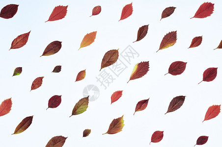 与对角放置的鲜红色叶子的秋季组合物图片