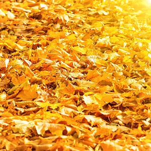 在阳光明媚阳光明媚的公园秋天图片