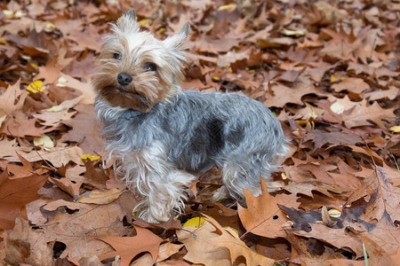 约克夏犬在外面的秋叶上图片
