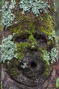 森林树上长满苔藓的脸型图片