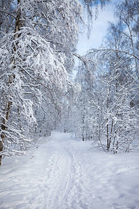雪中的冬季森林景观图片