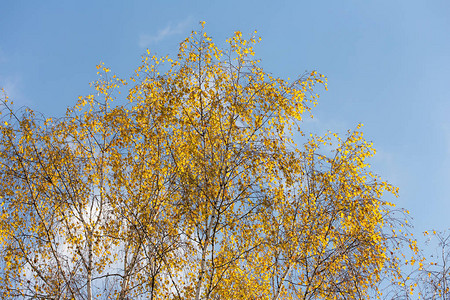 秋天的白桦树顶映衬着天空图片