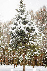 冷冻虾仁寒冬日下雪覆盖背景