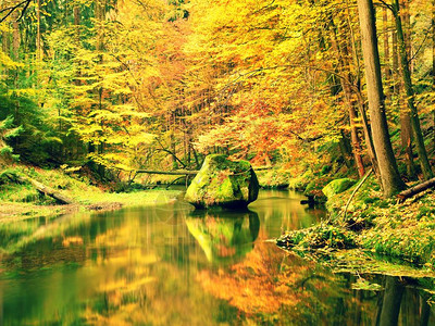 五颜六色的河岸上长满了树叶图片