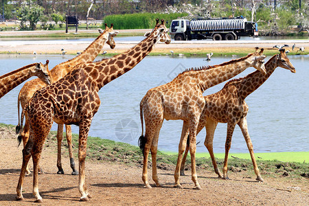 泰国美丽的动物长颈鹿在近距图片