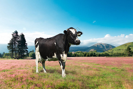 新西兰夏季牧场上的奶牛图片
