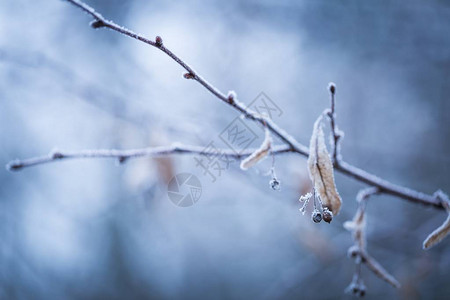 冬天树枝的舒缓色彩和色调抽象照片图片