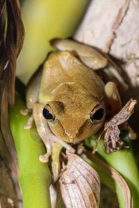 rhodoscelis是Mantellidae家族的青蛙物种图片