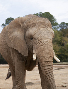 非洲大草原象LoxodontaafricanaAfr图片