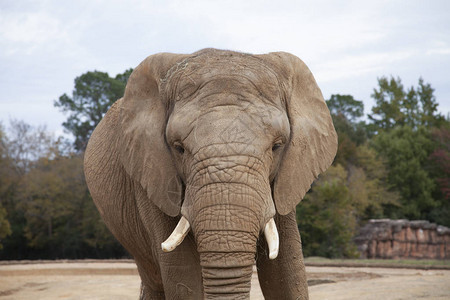 非洲大草原象LoxodontaafricanaAfr图片