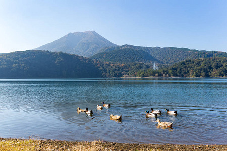 雾岛山和日本湖中的鸭子图片
