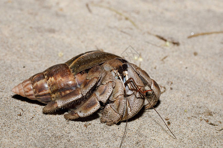 法兰卡拉伊纳公园雨林马达加斯野生物和荒野中一只有蜗牛壳图片