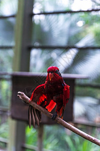 马来西亚吉隆坡飞禽公园的红鹦鹉图片