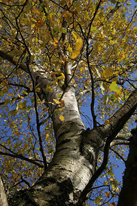 Birch树叶图片