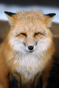 贴近红狐狸Vulpesvulp图片