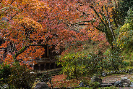 秋季的传统日本庭园图片