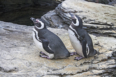 两只企鹅近距离观察图片