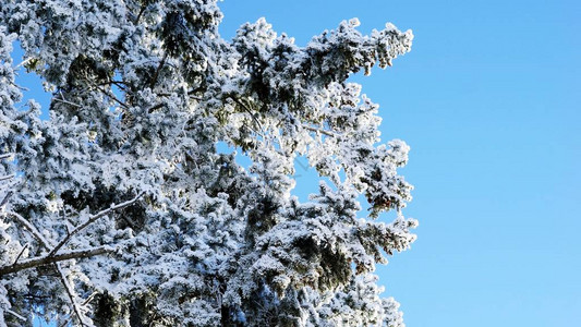 蓝天上的树枝上的霜图片