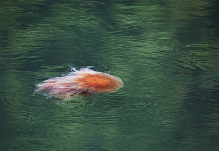 小狮子的马内果冻鱼在东阿拉图片