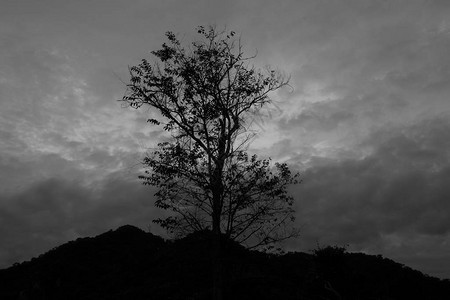 树剪影黑白图片