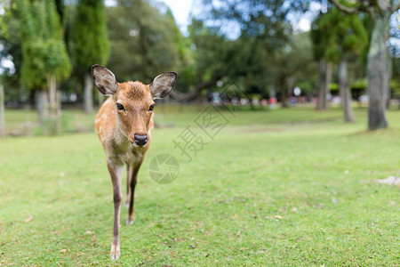 奈良公园的可爱鹿图片