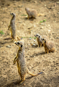 Meerkats捕太阳图片