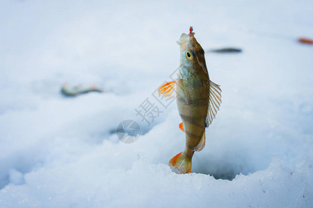 雪中的鱼图片