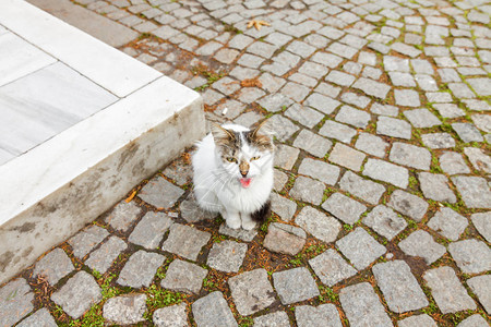 位于土耳其伊斯坦布尔伊斯坦布尔考古博物馆院子里的猫咪图片