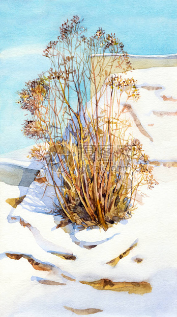 水彩风景老灌木在一个晴朗的冬日图片