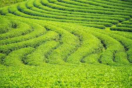 绿色茶叶农场的回灌和纹理泰图片