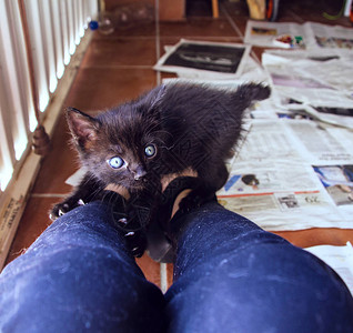 爬人腿的小黑猫图片