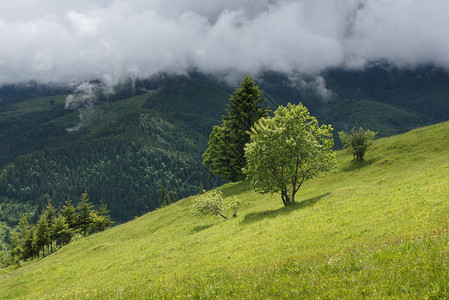 山丘上满是森林的山坡其背景为山丘上图片