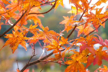 枫树叶秋景秋景图片