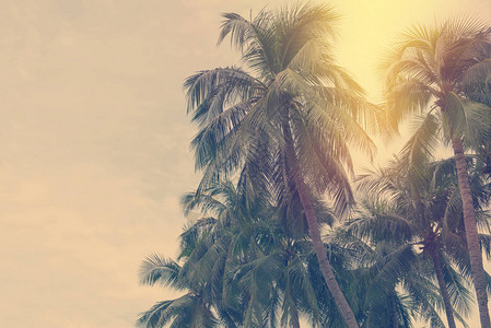 泰国热带海滩的椰子树图片